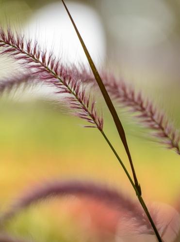 Botanical;Brown;Calm;Close-up;Florida;Flowers & Plants;Grass seed heads;Healing;Health care;Healthcare;Leaf;Macro;Modern;Nature;Pastoral;Pink;Rachel;Seed Head;Tan;United States;Wabi Sabi;Yellow;artsite;botanicals;contemporary;contemporary art;grass;green;magenta;modern art;oneness;peaceful;plant;plants;red;restful;serene;soothing;tranquil;zen